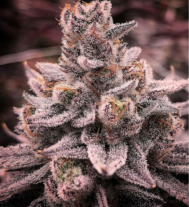 Banana Dessert S1, Фасовка: 3